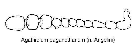 AGATHIDIUM PAGANETTIANUM