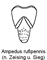 AMPEDUS RUFIPENNIS