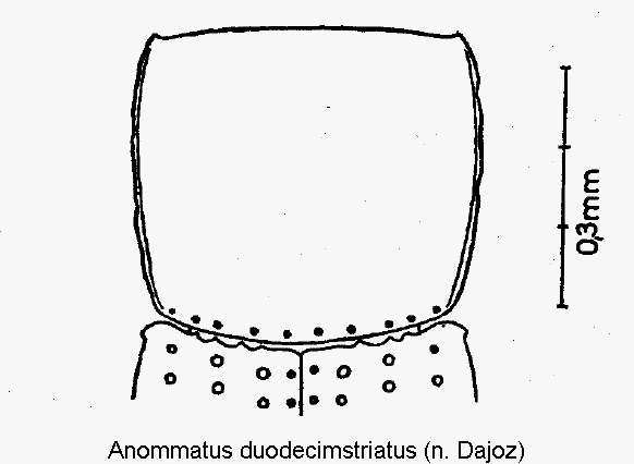 ANOMMATUS DUODECIMSTRIATUS