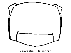 ASIORESTIA HSCH