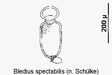 BLEDIUS SPECTABILIS