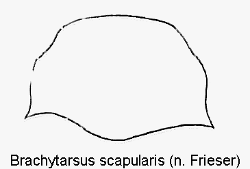 BRACHYTARSUS SCAPULARIS