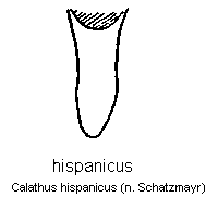 CALATHUS HISPANICUS