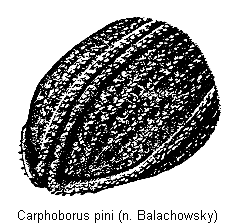 CARPHOBORUS PINI