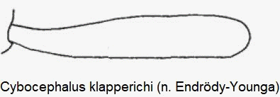 CYBOCEPHALUS KLAPPERICHI