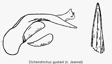 DICHEIROTRICHUS GUSTAVII
