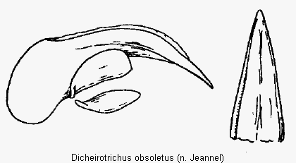 DICHEIROTRICHUS OBSOLETUS