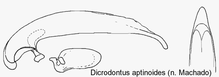 DICRODONTUS APTINOIDES