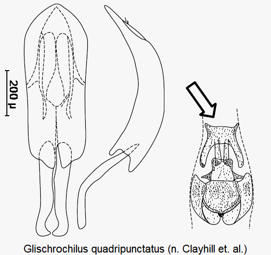GLISCHROCHILUS QUADRIPUNCTATUS