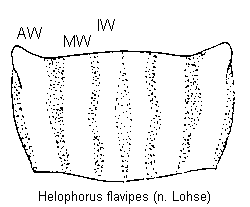 HELOPHORUS FLAVIPES