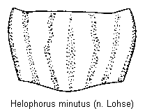HELOPHORUS MINUTUS