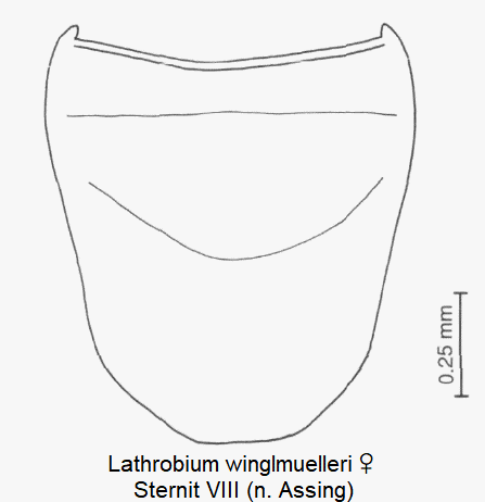 LATHROBIUM WINGLMUELLERI