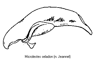 MICROLESTES SELADON