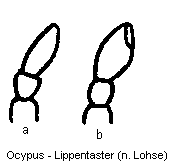 OCYPUS LIPPENTASTER