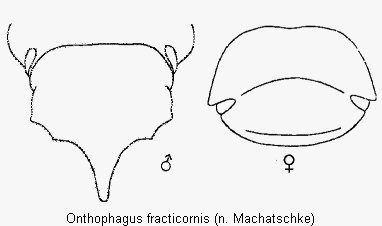 ONTHOPHAGUS FRACTICORNIS