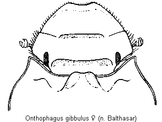 ONTHOPHAGUS GIBBULUS
