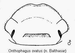 ONTHOPHAGUS OVATUS
