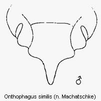 ONTHOPHAGUS SIMILIS