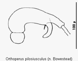 ORTHOPERUS PILOSIUSCULUS