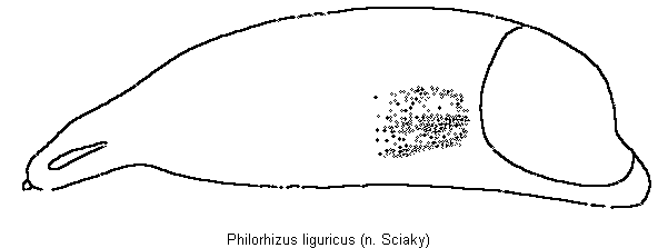 PHILORHIZUS LIGURICUS.GIF