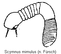 SCYMNUS MIMULUS