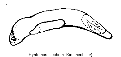 SYNTOMUS JAECHI