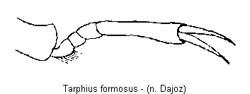 TARPHIUS FORMOSUS