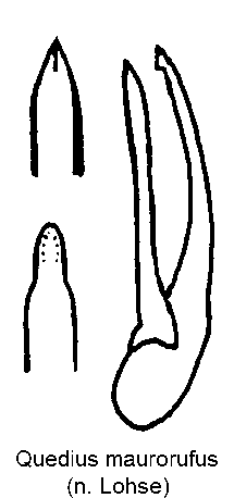 QUEDIUS MAURORUFUS