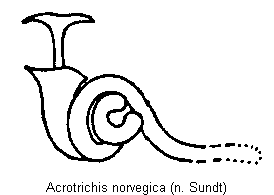 ACROTRICHIS NORVEGICA
