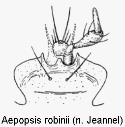 AEPOPSIS ROBINII