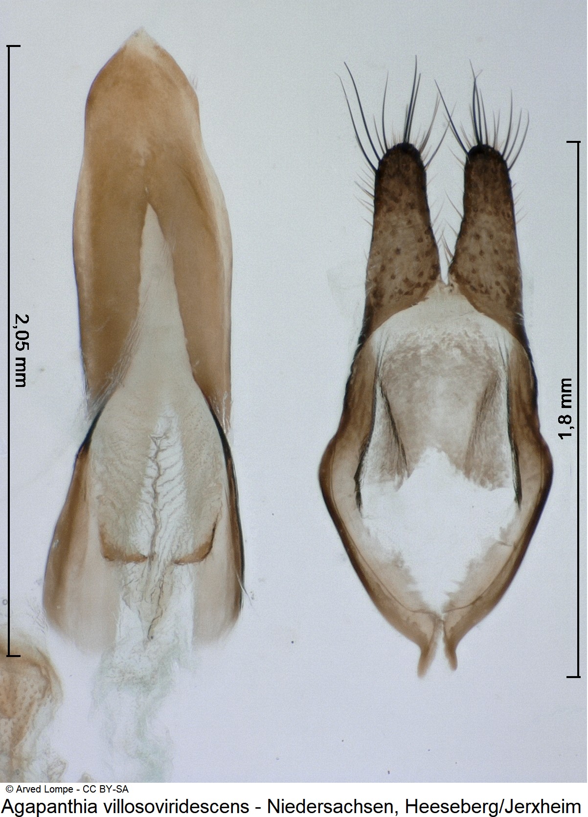 AGAPANTHIA VILLOSOVIRIDESCENS-2