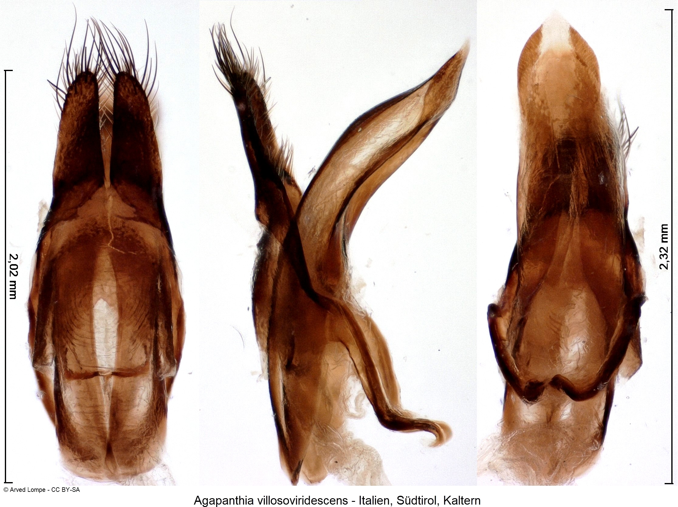 AGAPANTHIA VILLOSOVIRIDESCENS