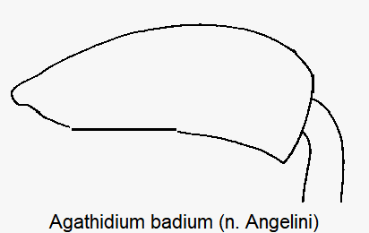 AGATHIDIUM BADIUM