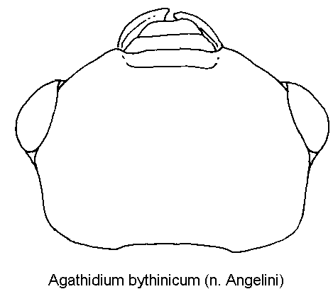 AGATHIDIUM BYTHINICUM
