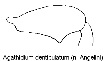 AGATHIDIUM DENTICULATUM