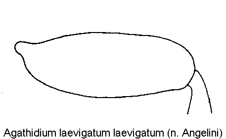 AGATHIDIUM LAEVIGATUM