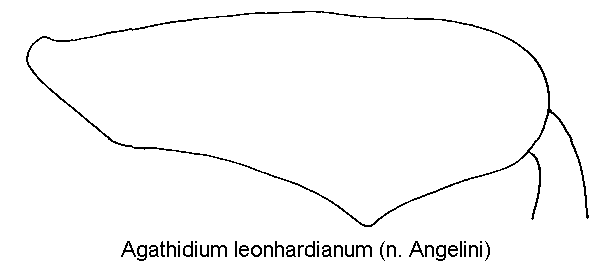 AGATHIDIUM LEONHARDIANUM