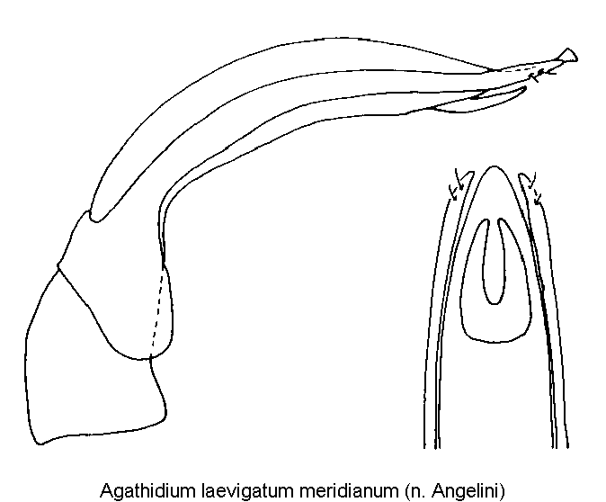 AGATHIDIUM MERIDIANUM1