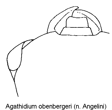 AGATHIDIUM OBENBERGERI
