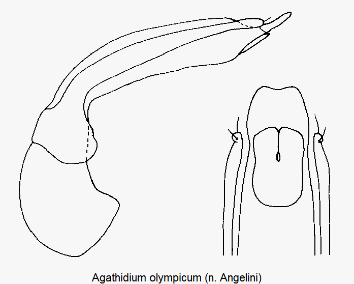 AGATHIDIUM OLYMPICUM