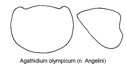 AGATHIDIUM OLYMPICUM