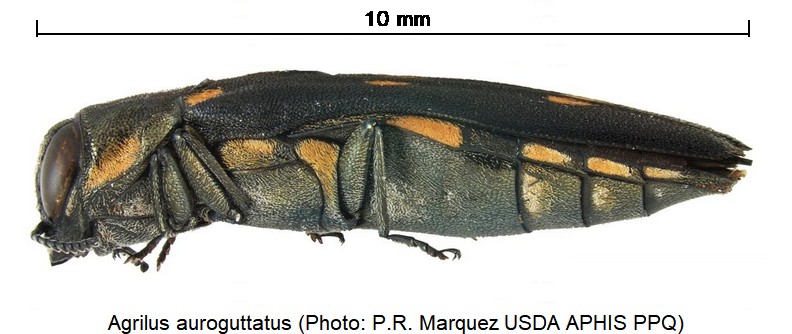 AGRILUS AUROGUTTATUS