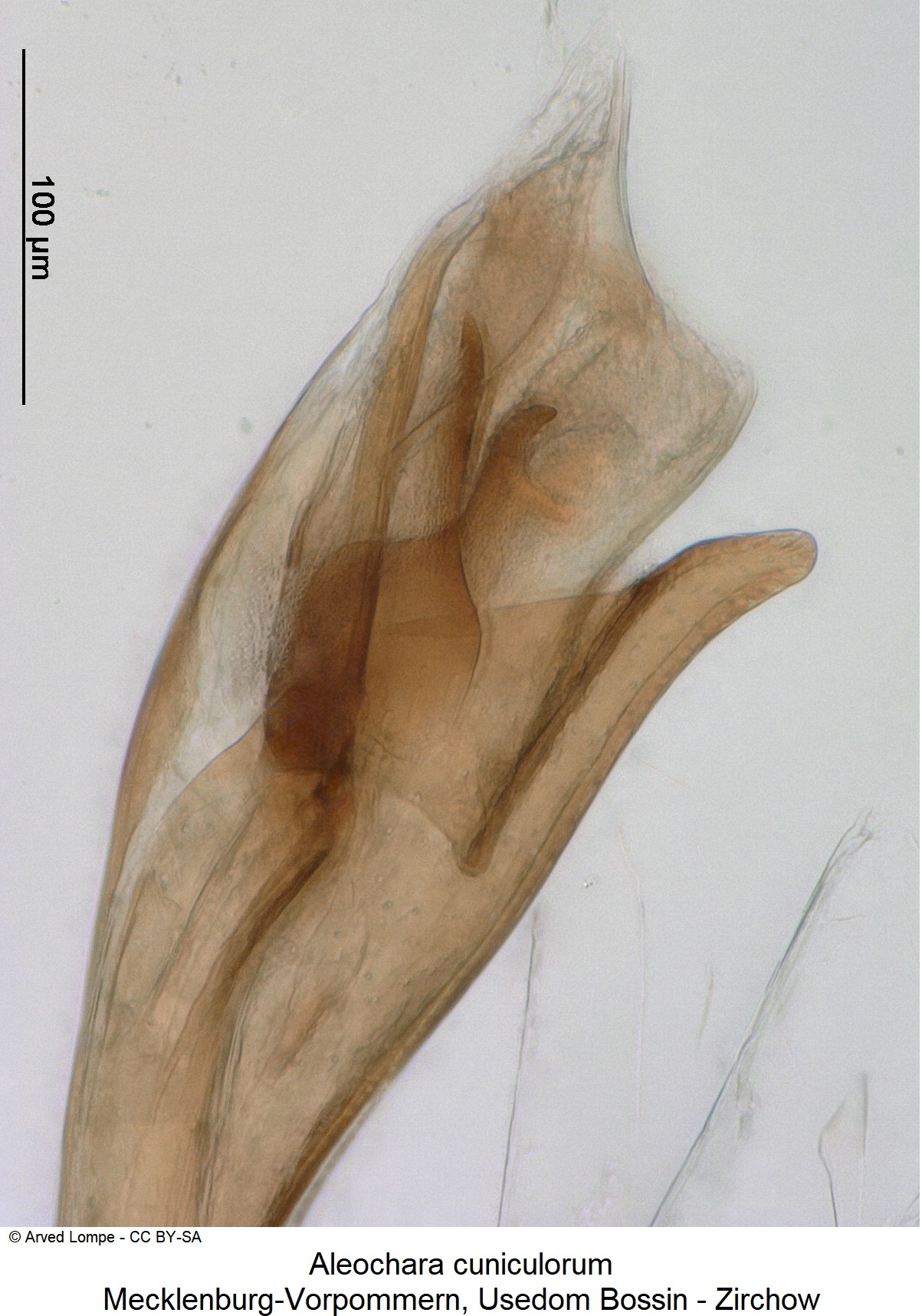 ALEOCHARA CUNICULORUM-1