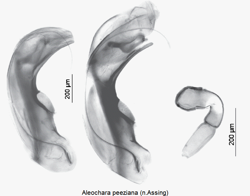 ALEOCHARA PEEZIANA-1