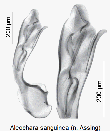 ALEOCHARA SANGUINEA-1