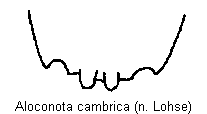 ALOCONOTA CAMBRICA