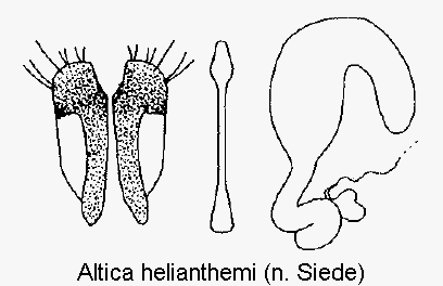 ALTICA HELIANTHEMI
