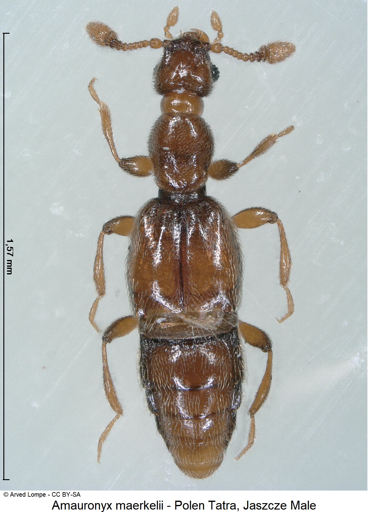 AMAURONYX MAERKELII