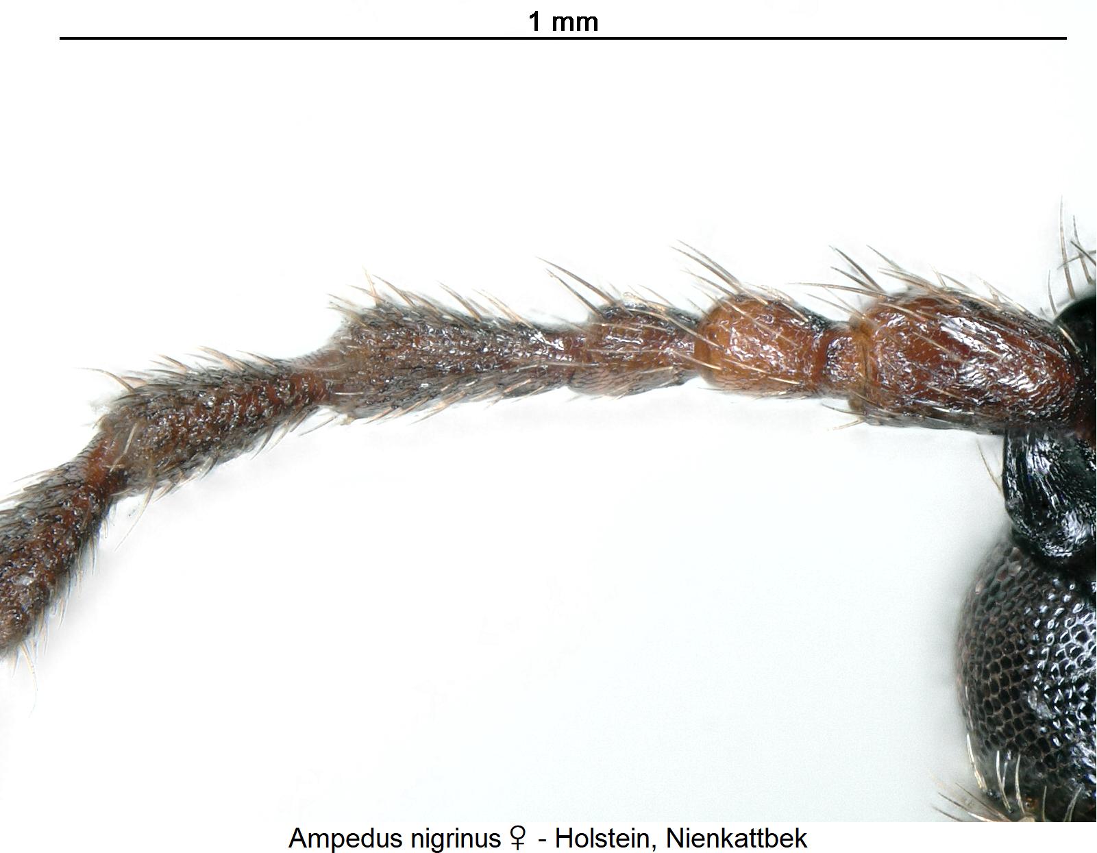 AMPEDUS NIGRINUS