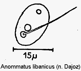 ANOMMATUS LIBANICUS